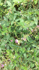 Desmodium paniculatum