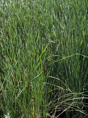 Rhionaeschna multicolor