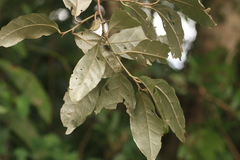 Elaeagnus conferta
