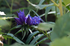 Gentiana asclepiadea
