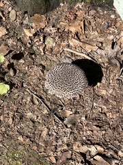 Strobilomyces strobilaceus