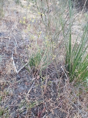 Apiaceae