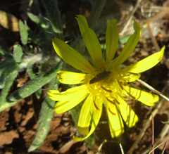 Hirpicium