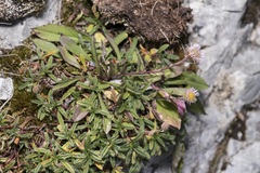 Erigeron acris