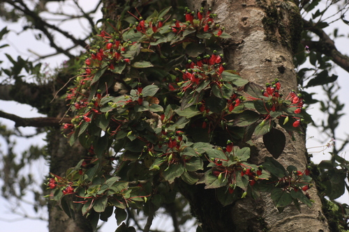 Impatiens parasitica, photograph 3