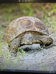 Gopherus berlandieri
