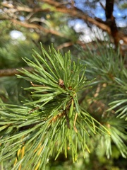 Pinus sylvestris