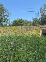 Rhionaeschna multicolor