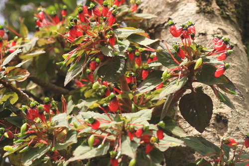 Impatiens parasitica, photograph 2
