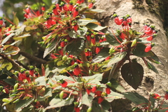 Impatiens parasitica