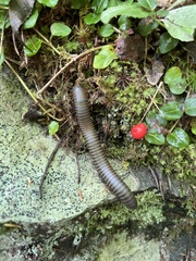 Narceus americanus