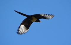 Pica nuttalli