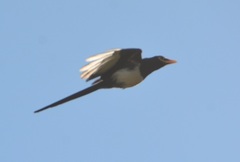 Pica nuttalli