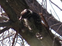 Dryobates nuttallii