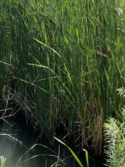 Rhionaeschna multicolor