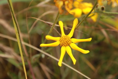 Eriophyllum lanatum