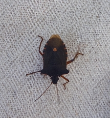 Pentatoma rufipes