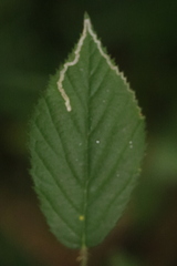 Stigmella aurella