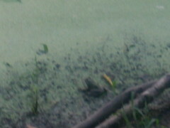 Lithobates catesbeianus