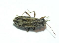 Ortholomus punctipennis