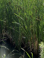 Rhionaeschna multicolor