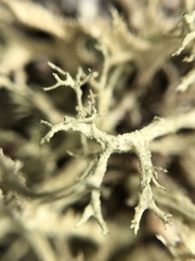 Evernia mesomorpha
