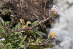 Erigeron acris