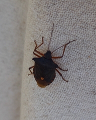 Pentatoma rufipes