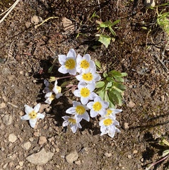 Hesperochiron pumilus