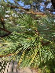 Pinus sylvestris