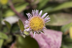 Erigeron acris