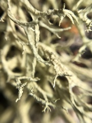 Evernia mesomorpha