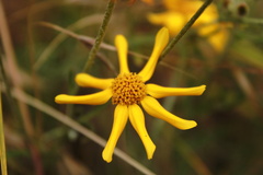 Eriophyllum lanatum