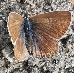 Polyommatus icarus