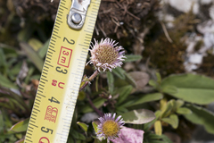 Erigeron acris