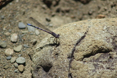 Argia emma