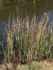 Schoenoplectus californicus