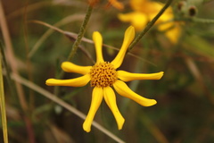 Eriophyllum lanatum