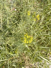 Euphorbia cyparissias
