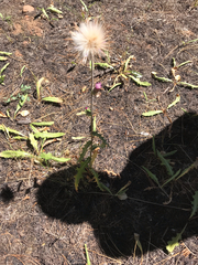 Cirsium andersonii