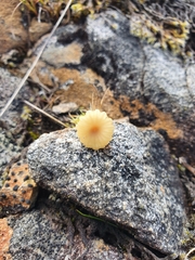 Lichenomphalia