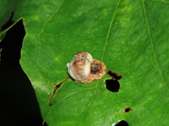 Mastophora
