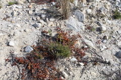 Crassula atropurpurea