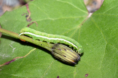 Orthosia gothica