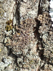 Physconia perisidiosa