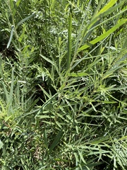 Salix exigua