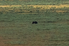 Ursus arctos horribilis