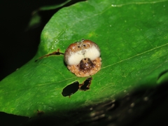 Mastophora