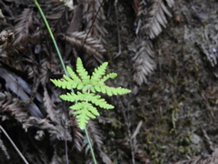Pentagramma triangularis