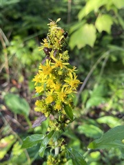 Solidago squarrosa